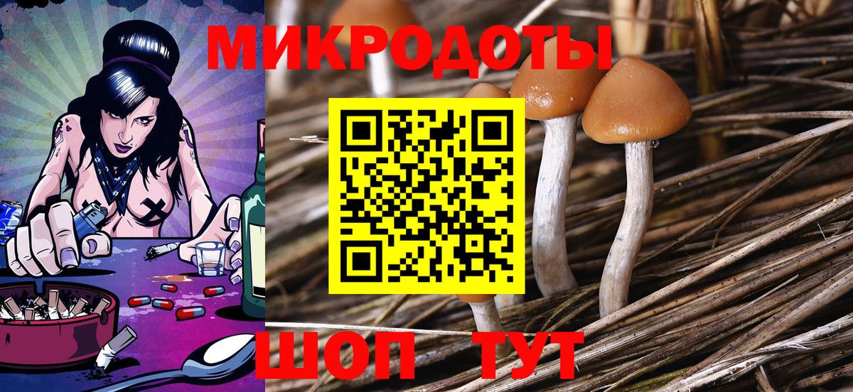 Псилоцибиновые грибы Psilocybe Тайшет