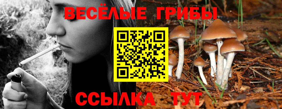 Тайшет  Псилоцибиновые грибы мухоморы  Вход с VPN 